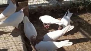 Продаются бойные голуби в Махачкале