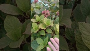 Подготовка гортензии крупнолистной к зимовке.#гортензия #гортензиякрупнолистная