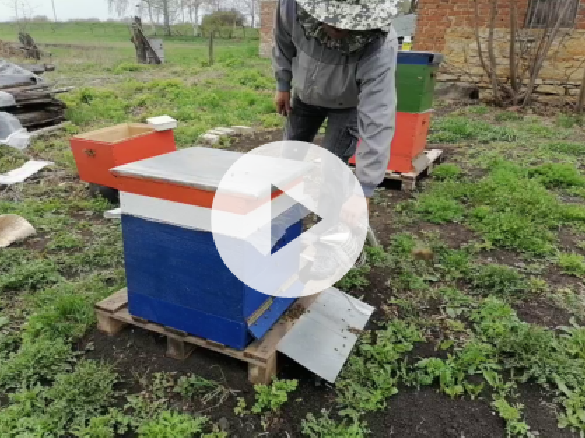 комплексная обработка пчелосемей в весенний период смотреть онлайн