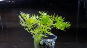 ХОТТОНИЯ ТУРЧА БОЛОТНАЯ ( Hottónia palústris ). СЕКРЕТЫ СОДЕРЖАНИЯ