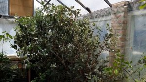 ТЕПЛИЦА . Цитрусовые и другие экзотические растения в МАЕ.
