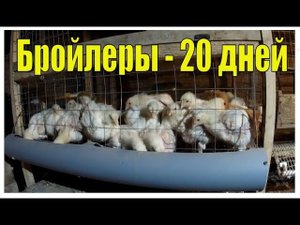 Выращивание бройлеров БЕЗ пропоек! Содержание и  кормление бройлеров ДО и ПОСЛЕ 20 дней