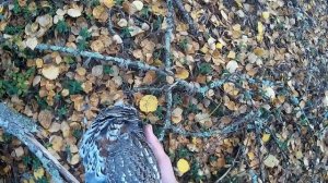 Охота на боровую. Поход в разгар листопада. Успех и неудачи на охоте. Часть 1. Охота с ИЖ-54.