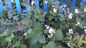 Выращивание и уход за многолетним кустарником - снежноягодник.  Мои цветы в октябре.