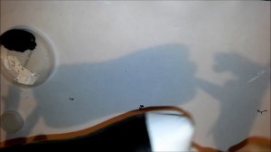 DIY Пингвин из пластиковых бутылок своими руками.