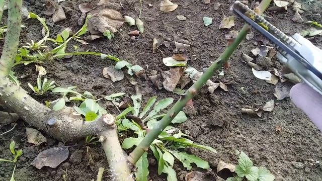 Особенности обрезки чайно-гибридной розы 15 ноября 2020 год смотреть онлайн