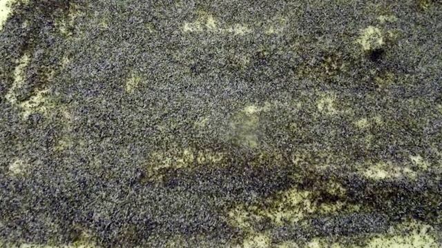 Катлама с маком