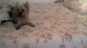 Груминг собак на дому, профессиональная стрижка собаки, как подстричь собаку качественно и недорого