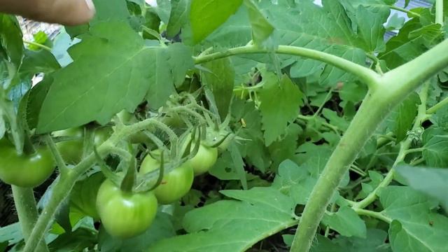 What's New in the Garden? August 2021 смотреть онлайн