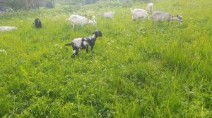 Лиса таскает кур. А рододендроны все-таки порадовали.))