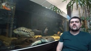 Аквариум 1000 литров с пресноводными скатами