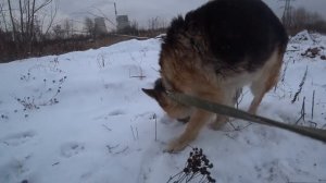 Немецкая овчарка Церий