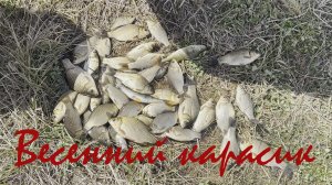 Карась на мотыля. Рыбалка как в детстве