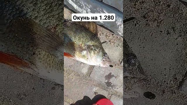 1 кг 280 грамм окунь