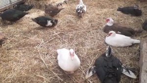 Поилка для уток и гусей//кальций для кур...