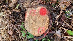 Дубовая затея