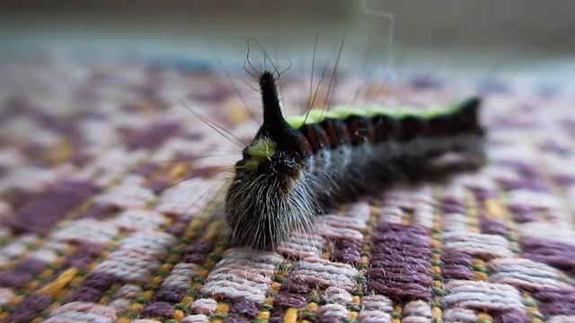 Гусеница/макросъёмка. Гвардейск, Калининградская область, Россия. смотреть онлайн