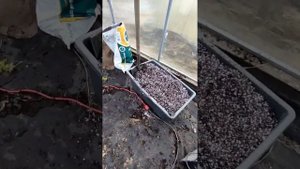 как получить бесплатные саженцы малины при покупке. лайфхак