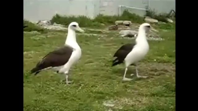 Красивые танцы птиц.  Птицы в природе часть8