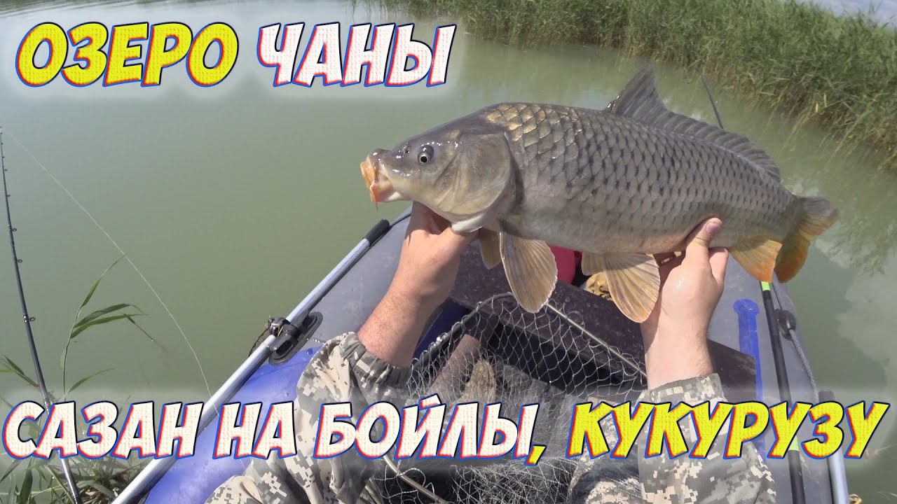 Бойлы сработали! Сазаны разгибают крючки, ломают удочки!!! Озеро Чаны смотреть онлайн