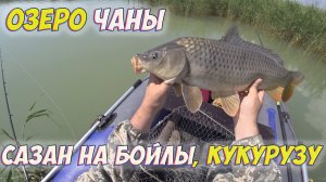 Бойлы сработали! Сазаны разгибают крючки, ломают удочки!!! Озеро Чаны