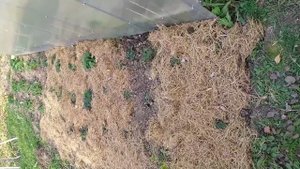 Клубника в зиму: зачем убирать мульчу и укрывать заново?