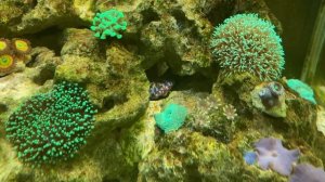 Улитка трохус наконец-то показалась на глаза. Как в аквариуме зарастают стекла за день.