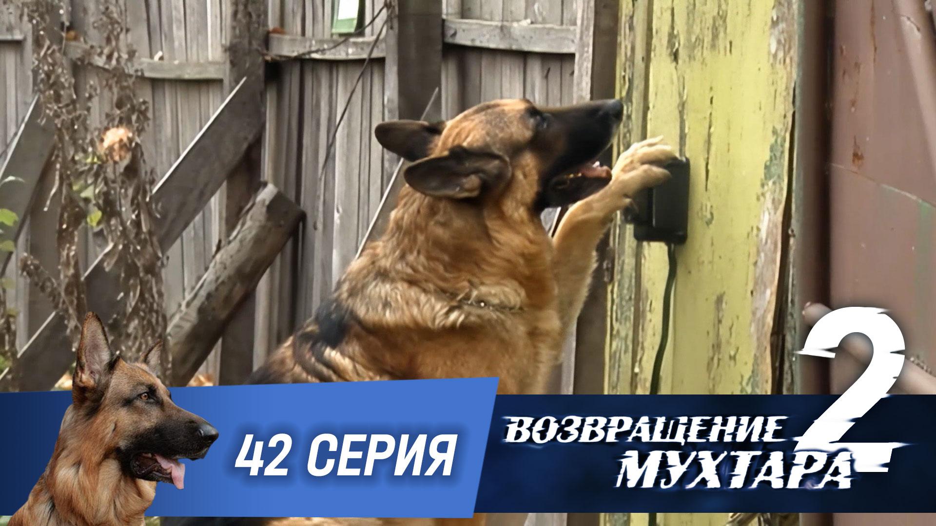 Возвращение Мухтара  2. 42 серия. Срочно в номер