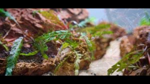 Rotala H'ra | 6 Months of Growth