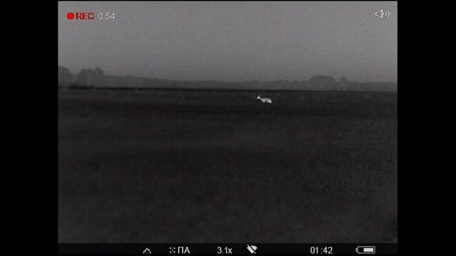 Собака и косуля ночью. Почти нос к носу. смотреть онлайн