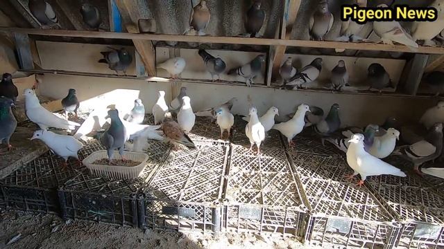 КАК ПРИУЧИТЬ НОВОГО ГОЛУБЯ ЗА ОДИН ДЕНЬ смотреть онлайн