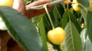 Лучшие сорта черешни. Черешня сорт Журба (бело-жёлтая)