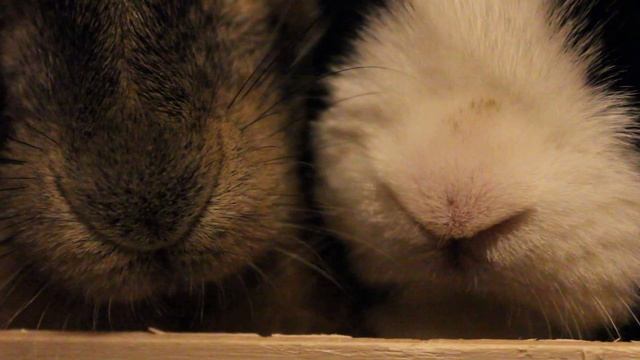 Нос зайчонка-русака и кролика. Дык и Спортик. Для Клуба любителей заячьих носиков смотреть онлайн