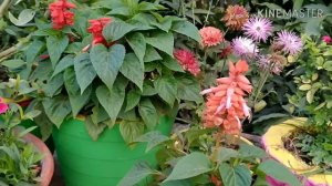 How to grow and care dog flower plant winter flower plant