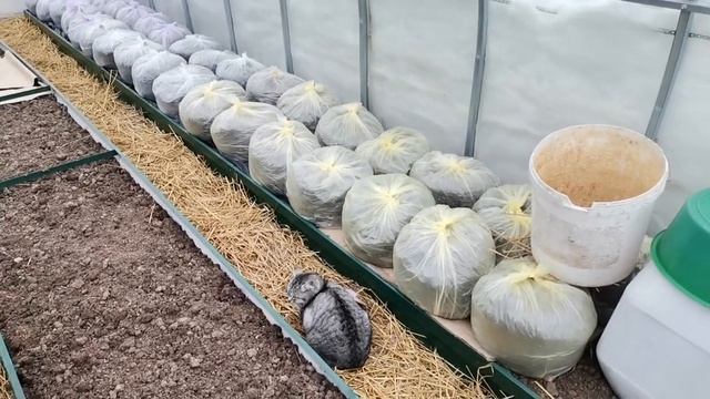 Теплица вросла в снег и лёд. Свежие всходы тунбергии, львиного зева, цинерарии. Сушка полным ходом смотреть онлайн