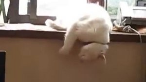 Прикол! Кот упал с подоконника.