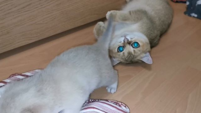 Британская короткошёрстная золотая. Котята
