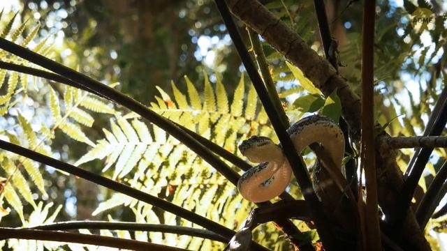 На этот Индийский остров никому нельзя, но что он скрывает? смотреть онлайн