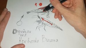 Определи пол у ВИШНЕВАЯ КРЕВЕТКА, Как определить пол у креветки  Креветка