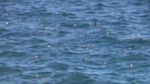 Galapagos Shearwaters, Galapagos Islands, January 2018