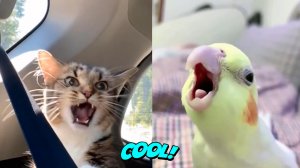 Самые смешные кошки и собаки- Милые животные #9