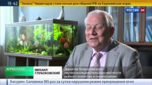 Крабы в акватории бизнеса
