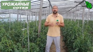 Лучшие ПОДКОРМКИ томата, огурца, перца и баклажана на урожай в середине сезона!
