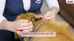 Недоуздок для собак Halti Headcollar
