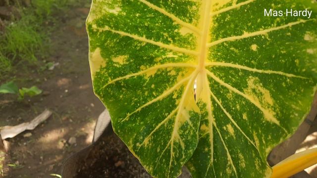 Alocasia New Guinea Gold Cantik  Menawan   Asal Usul 
