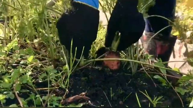 Сибирская дача 10 сентября 2021. Уборка моркови и свёклы. Погодные качели. смотреть онлайн