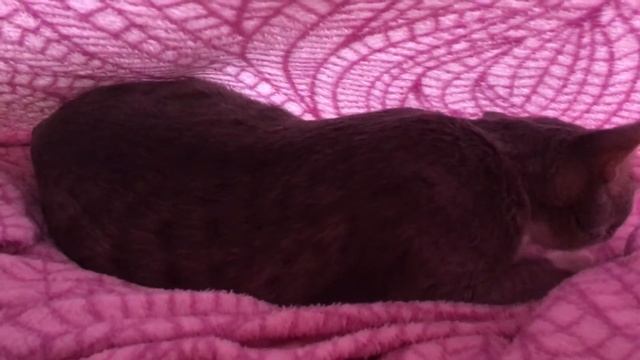 Кошка готовится к родам. Люся смотреть онлайн