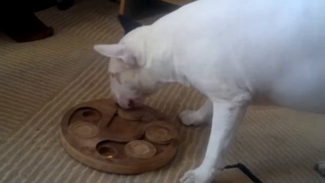 Sid Vicious Goblin, standard bullterrier... and his toy :)