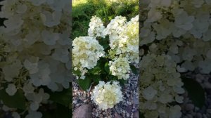 Нежнятина. гортензия метельчатая Литл  Блоссом. Начало цветения, в условиях севера