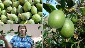 пересадка фейхоа